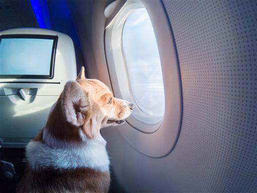 Авиакомпания «Ютэйр»  новая услуга  «Перевозка животного на отдельном кресле»